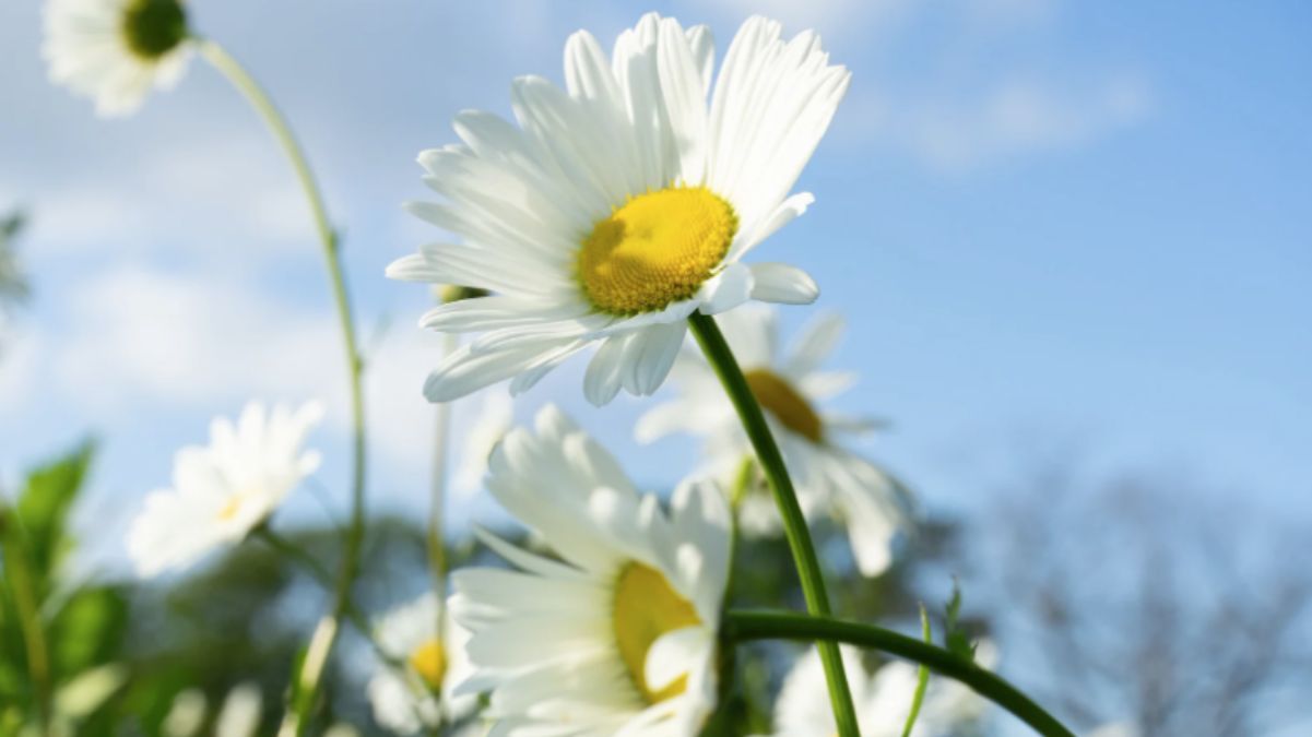 Яке свято в Україні 29 липня 2023 – що не можна робити, в кого іменини Яке свято в Україні 29 липня 2023 – що не можна робити, в кого іменини