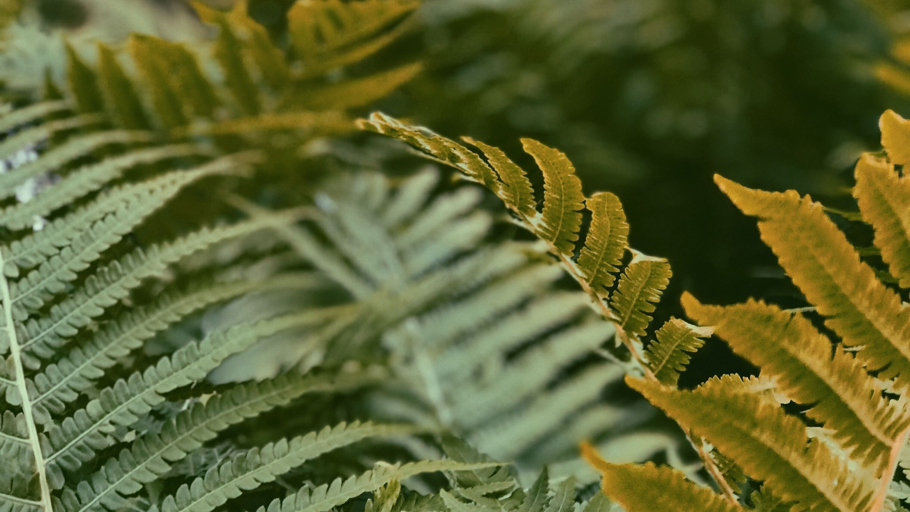 Яке свято 27 липня Яке свято 27 липня