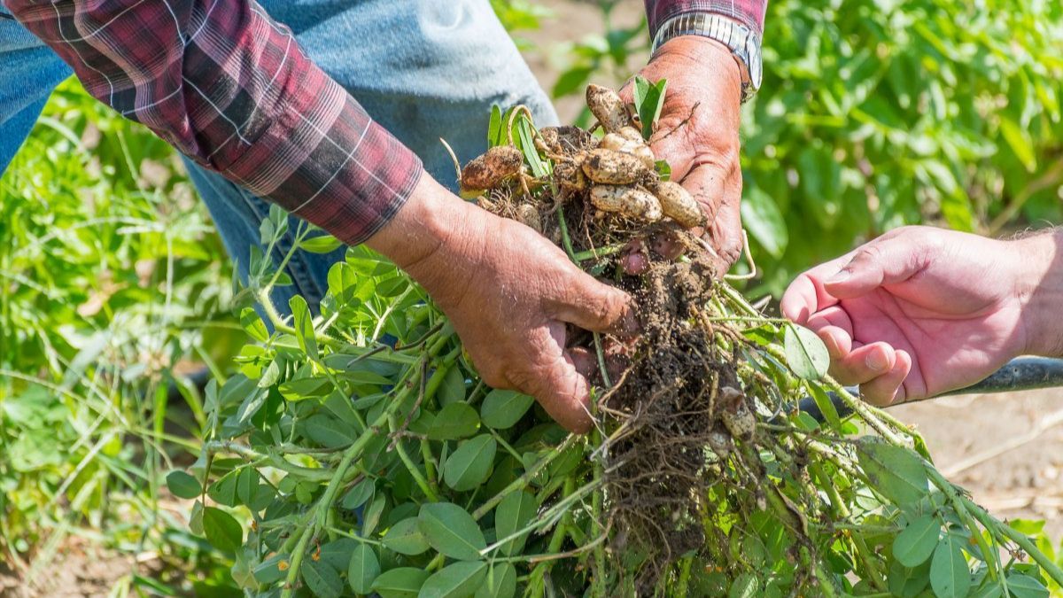 Як садити арахіс Як садити арахіс