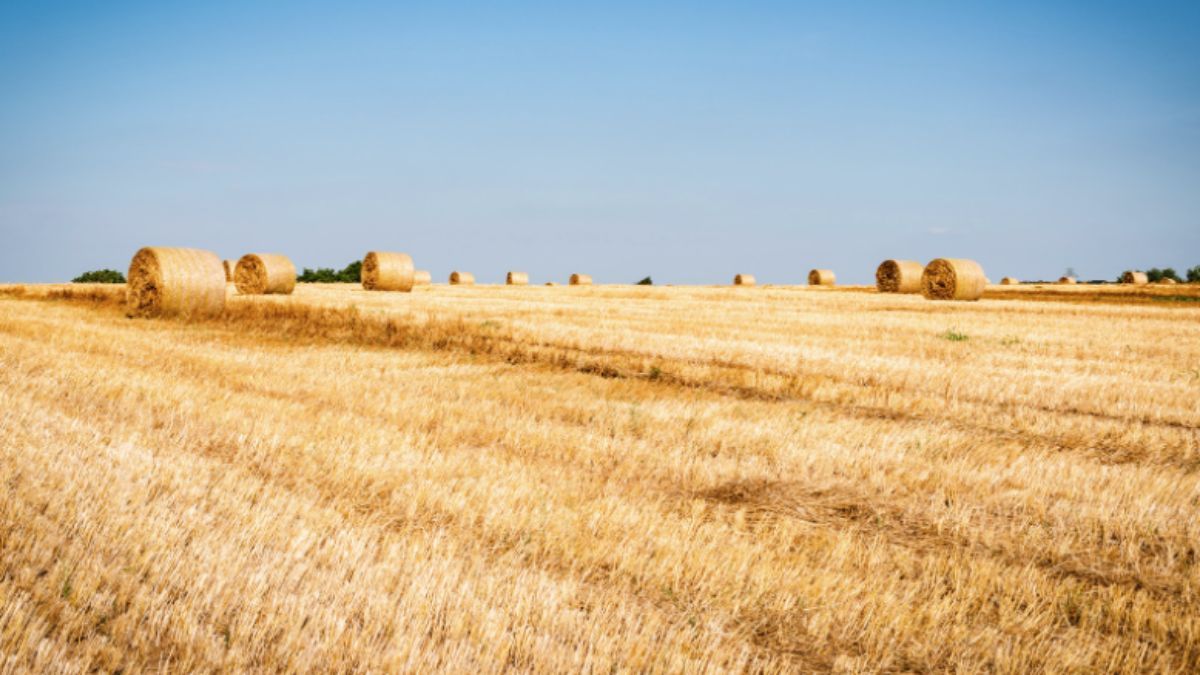 Які свята у серпні 2023 – чи буде вихідний на День Незалежності Які свята у серпні 2023 – чи буде вихідний на День Незалежності