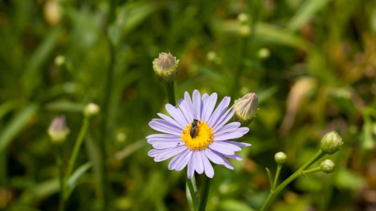 Яке свято 30 липня 2023 в Україні – що не можна робити в цей день, прикмети Яке свято 30 липня 2023 в Україні – що не можна робити в цей день, прикмети