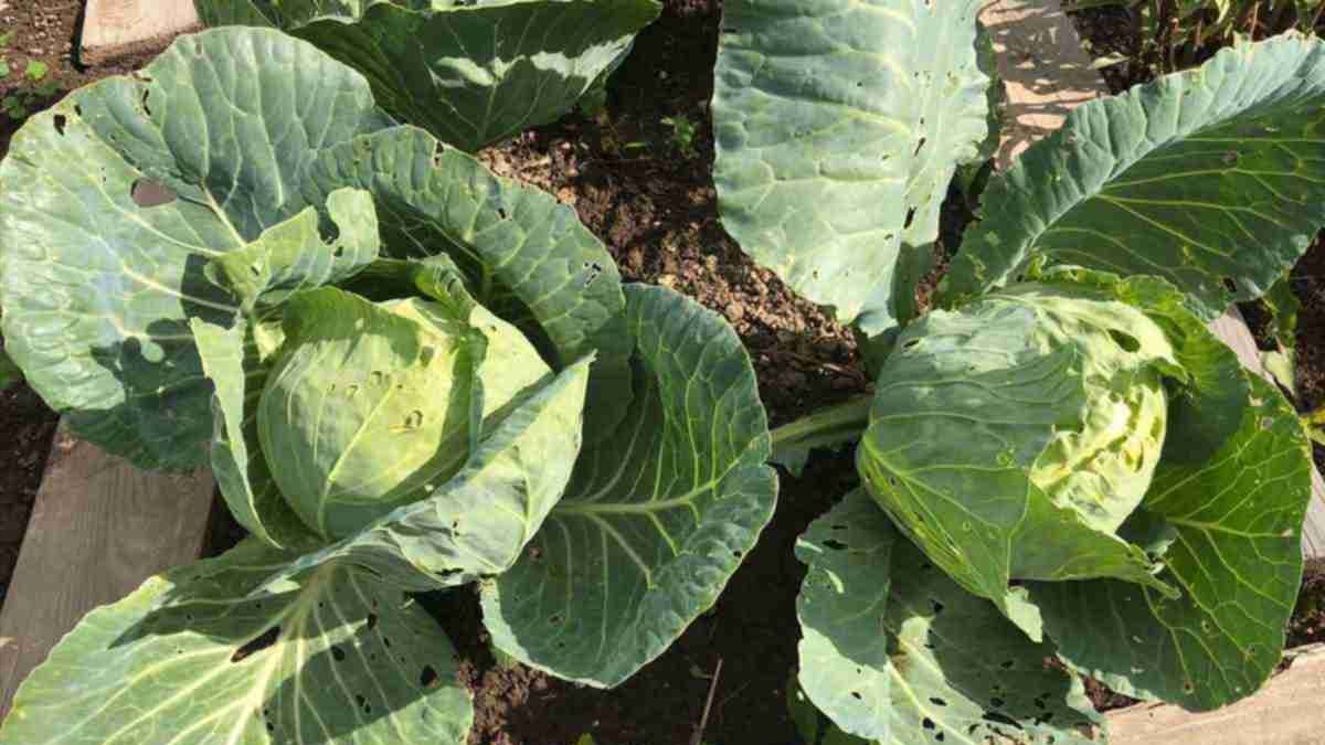 Чи потрібно обривати нижнє листя у капусти Чи потрібно обривати нижнє листя у капусти