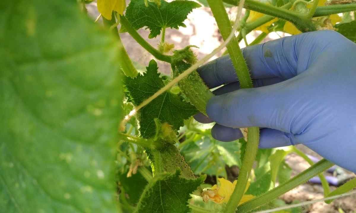 Як і коли правильно прищипувати огірки Як і коли правильно прищипувати огірки
