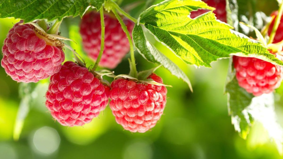 Чим підживити малину Чим підживити малину