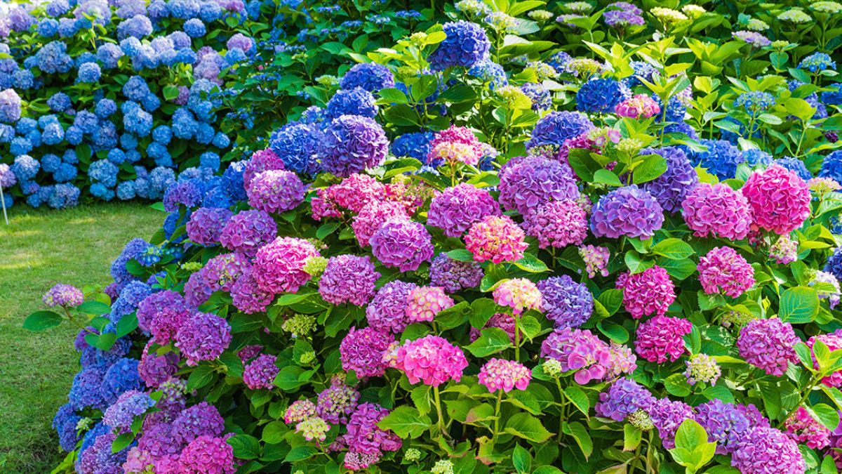 Что нельзя сажать у роз Что нельзя сажать у роз