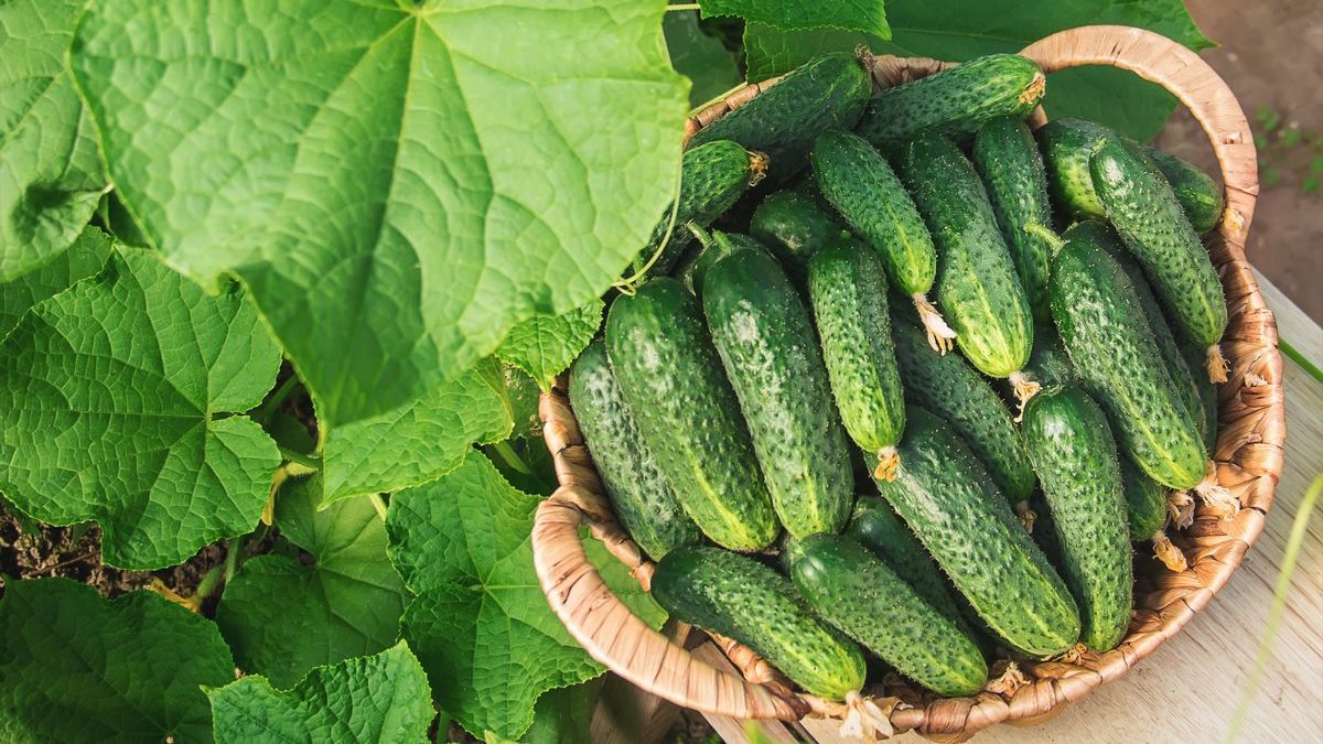 Чем полить огурцы для ускорения роста Чем полить огурцы для ускорения роста