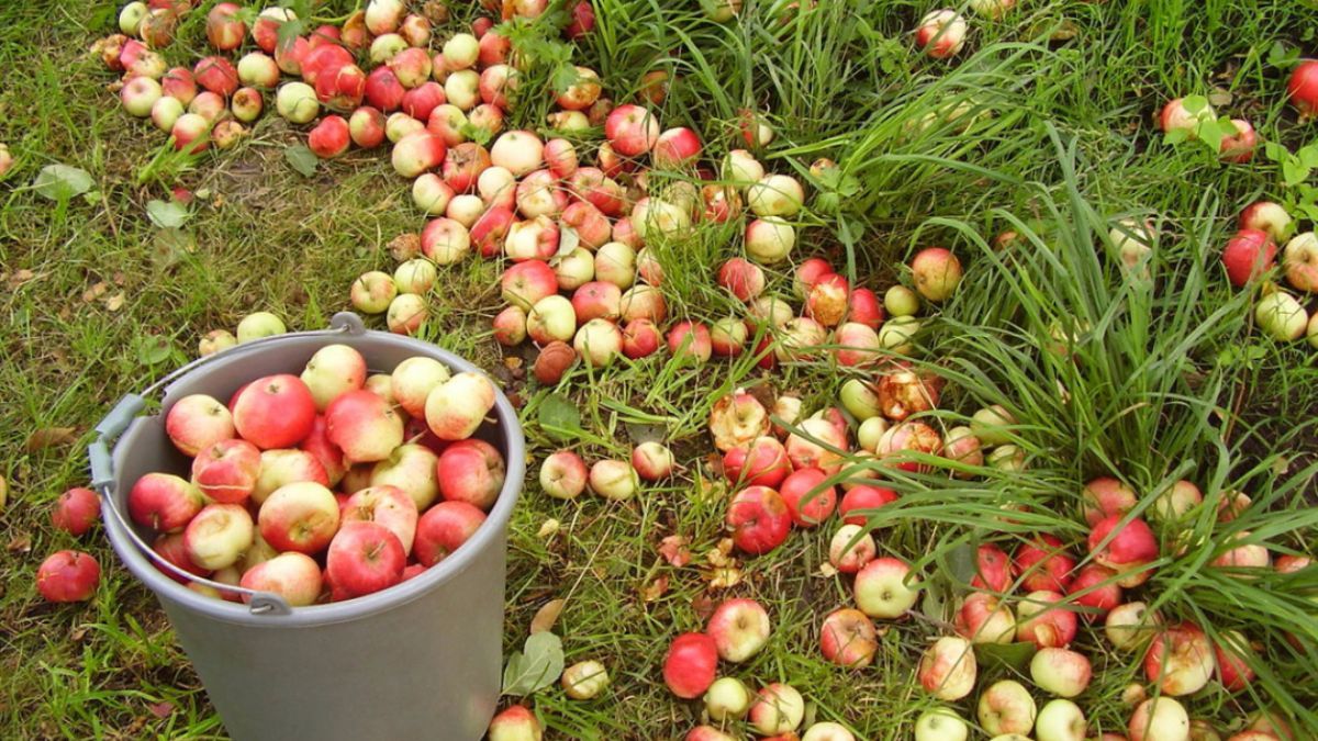 Як використовувати опалі яблука 