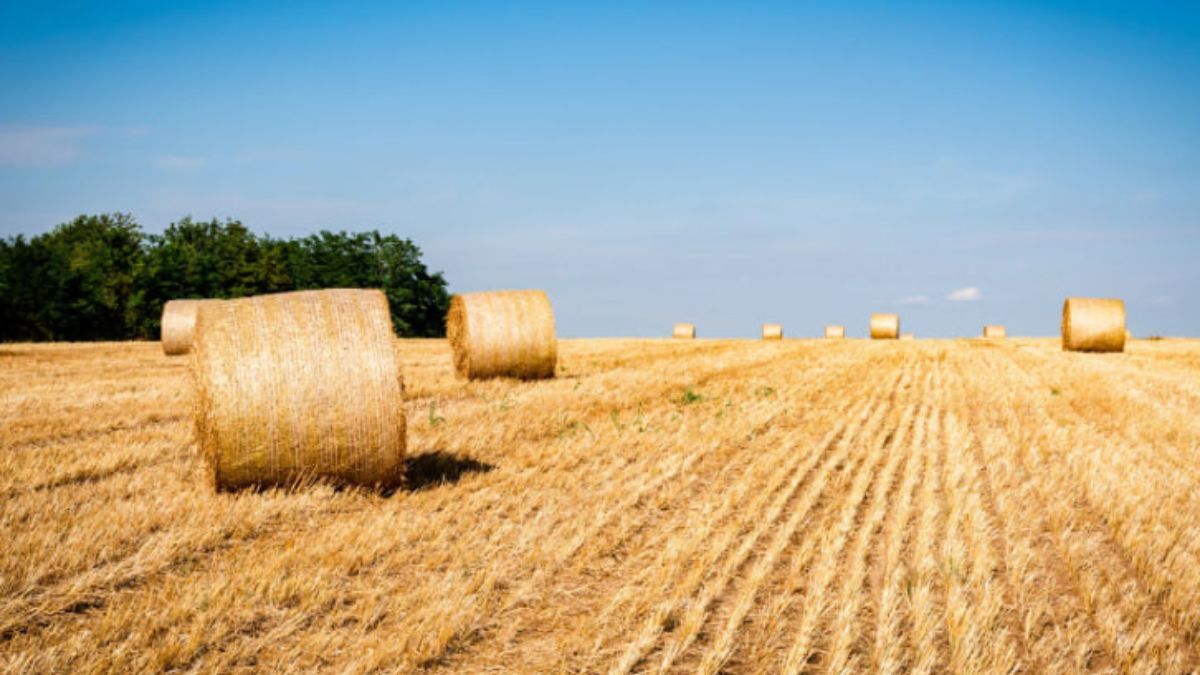 Яке свято в Україні 2 серпня 2023 – що не можна робити, прикмети Яке свято в Україні 2 серпня 2023 – що не можна робити, прикмети