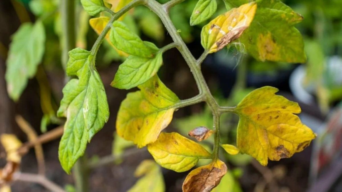 Що робити, якщо жовтіє листя помідорів Що робити, якщо жовтіє листя помідорів