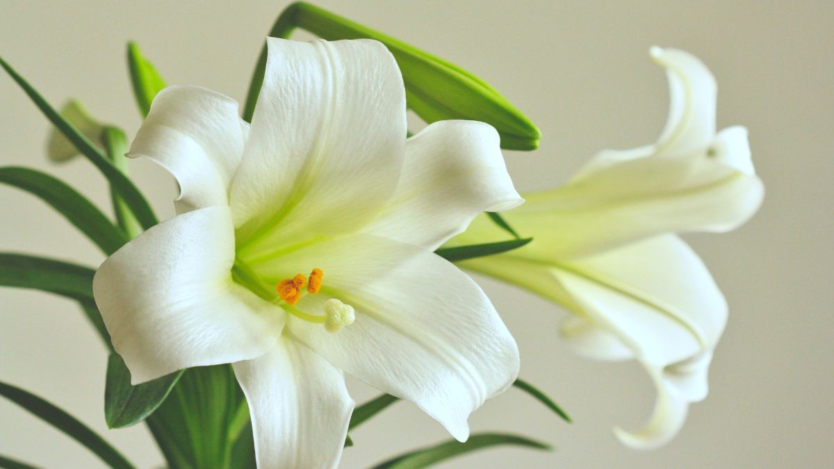 Догляд за ліліями у вазі Догляд за ліліями у вазі