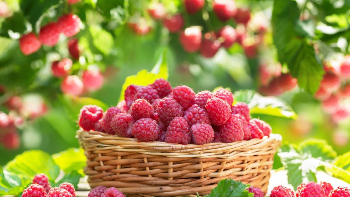 Як збільшити урожай малини Як збільшити урожай малини