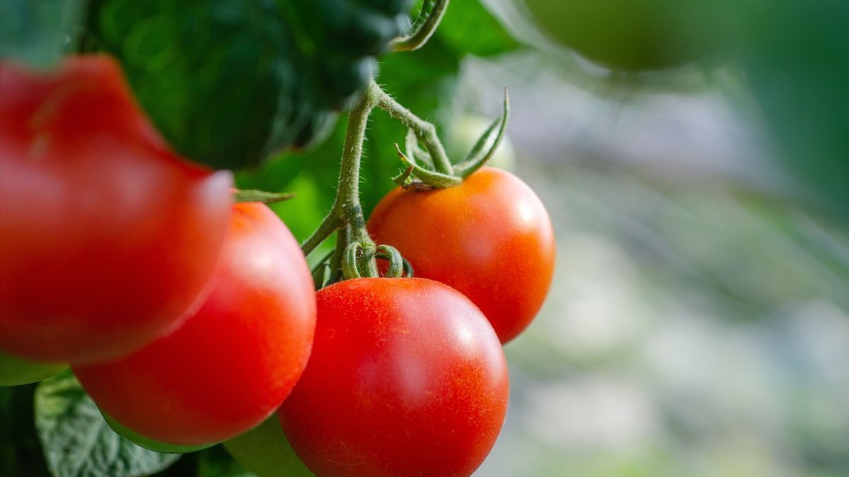 Чим підгодувати помідори у спеку Чим підгодувати помідори у спеку