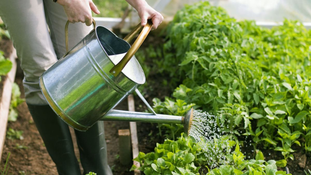 Як поливати рослини у спеку