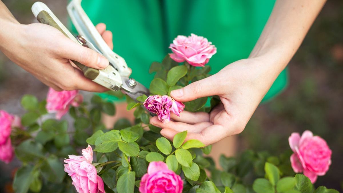 Як правильно обрізати троянди 