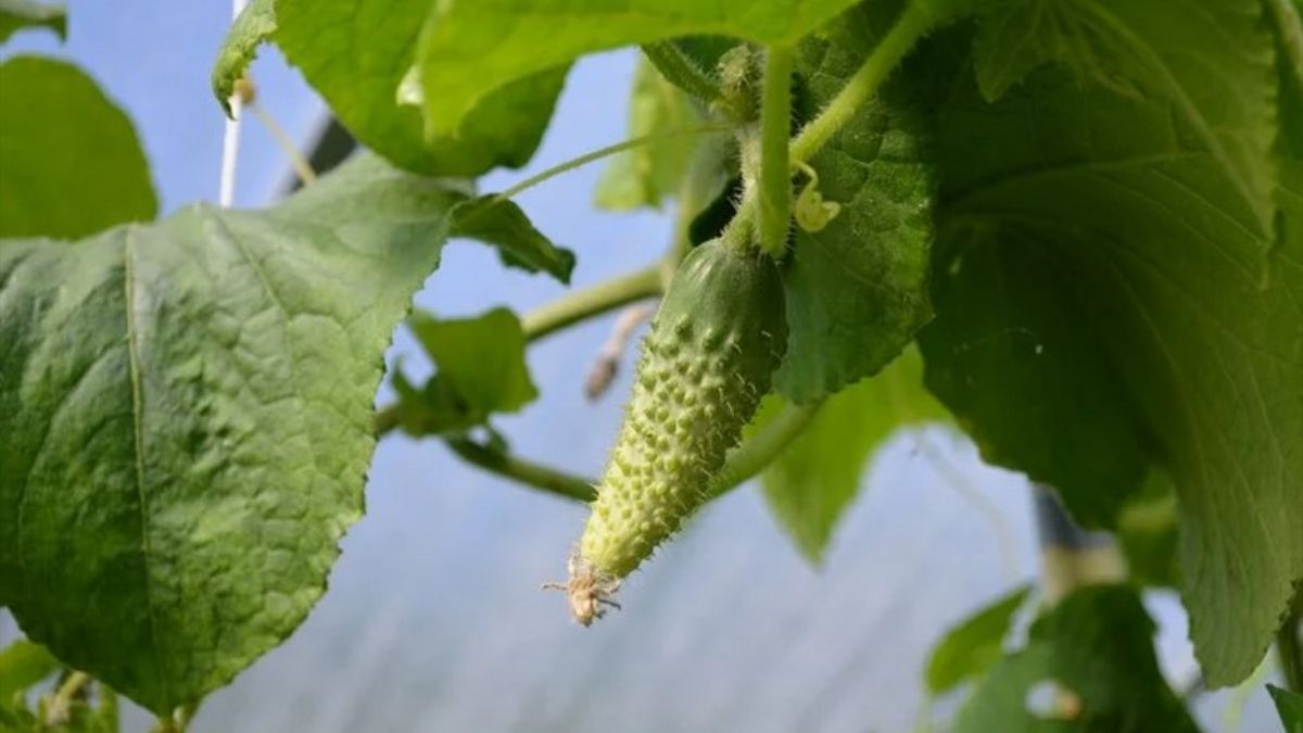 Чому огірки ростуть кривими Чому огірки ростуть кривими