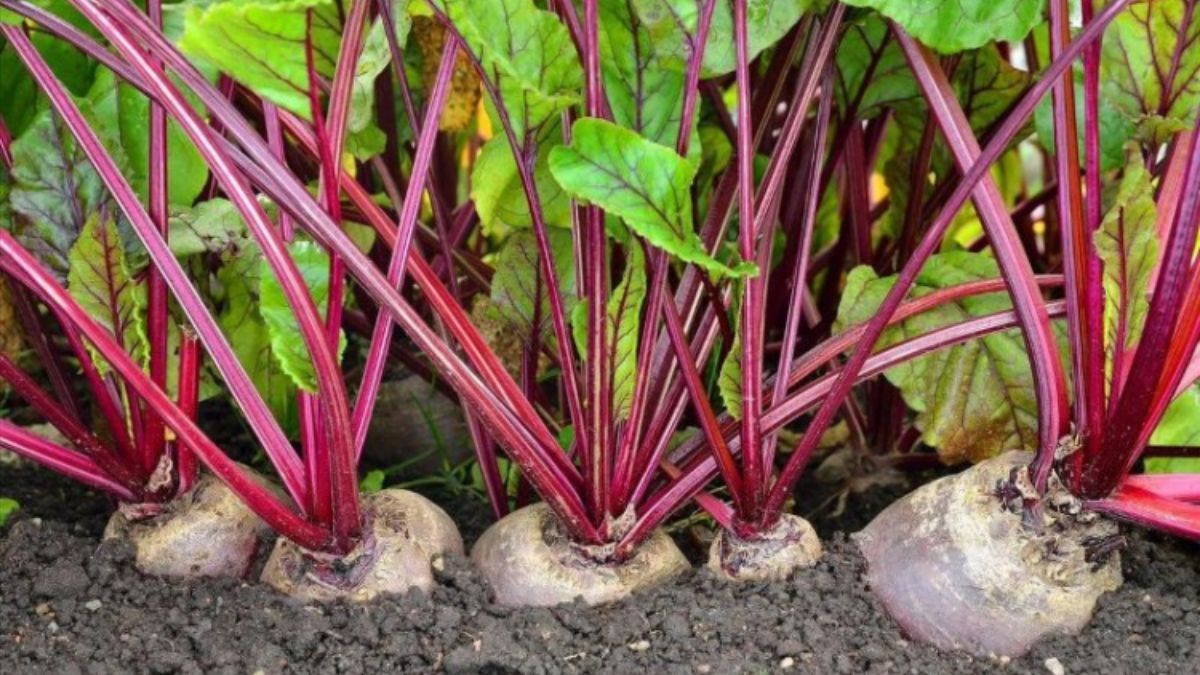 Навіщо поливати буряки солоною водою Навіщо поливати буряки солоною водою