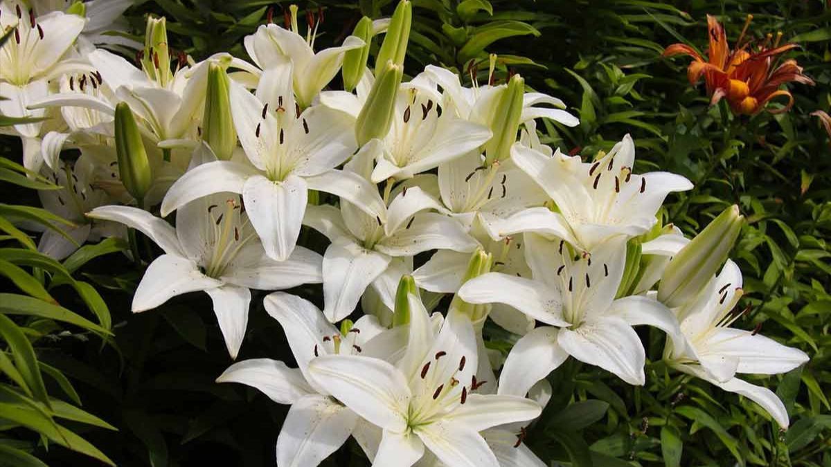 Чем полить лилии для цветения Чем полить лилии для цветения