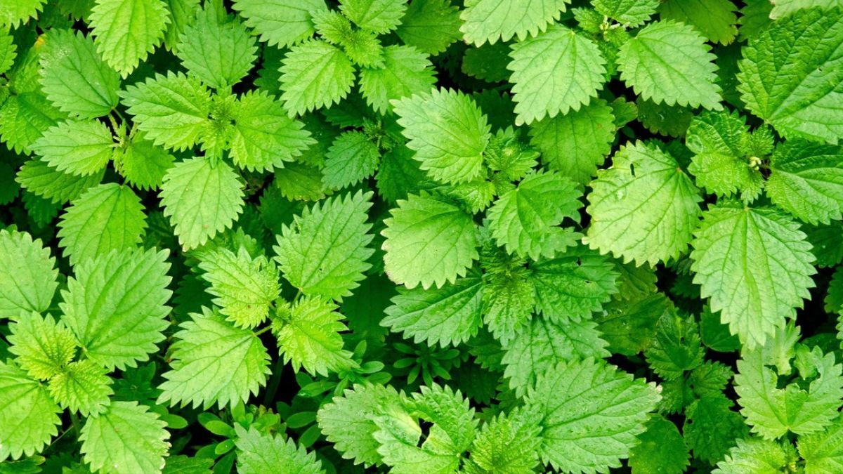 Їстівні рослини, які ми звикли вважати бур'янами Їстівні рослини, які ми звикли вважати бур'янами