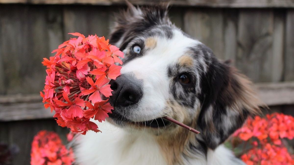 Какие распространенные цветы опасны для собак