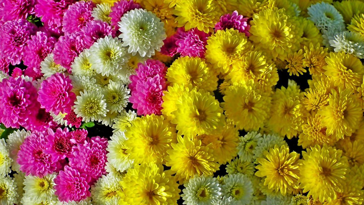 10 найстійкіших квітів 10 найстійкіших квітів