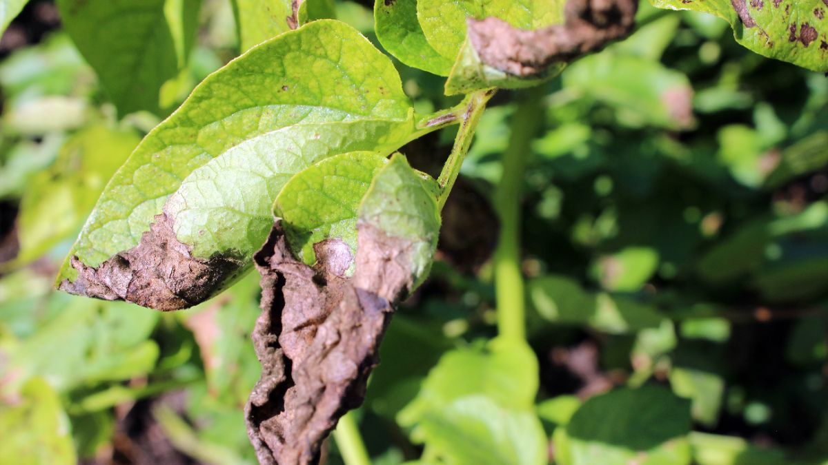 Как избавиться от фитофторов на растениях Как избавиться от фитофторов на растениях