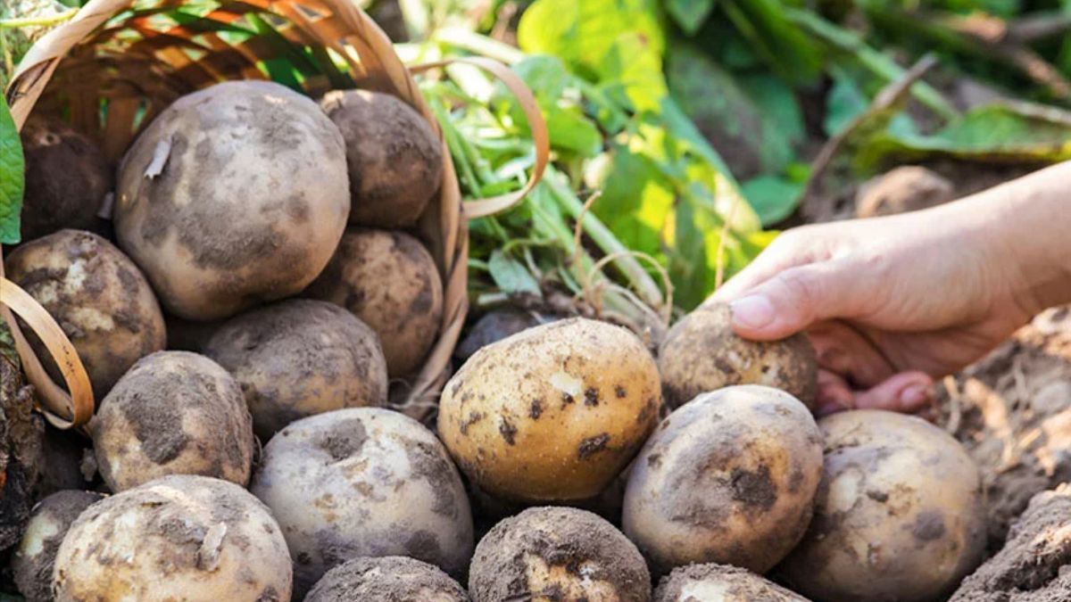 Чому з'являється парша на картоплі і що з цим робити