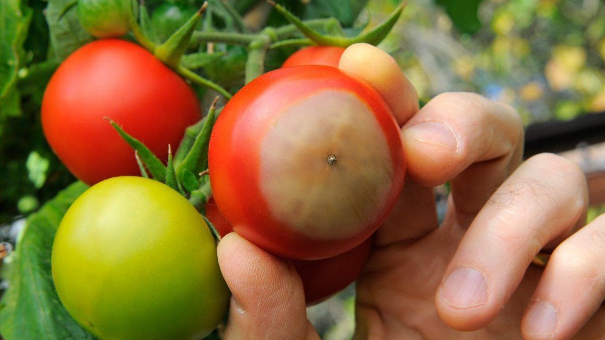 Гниють помідори на городі - як з цим боротися