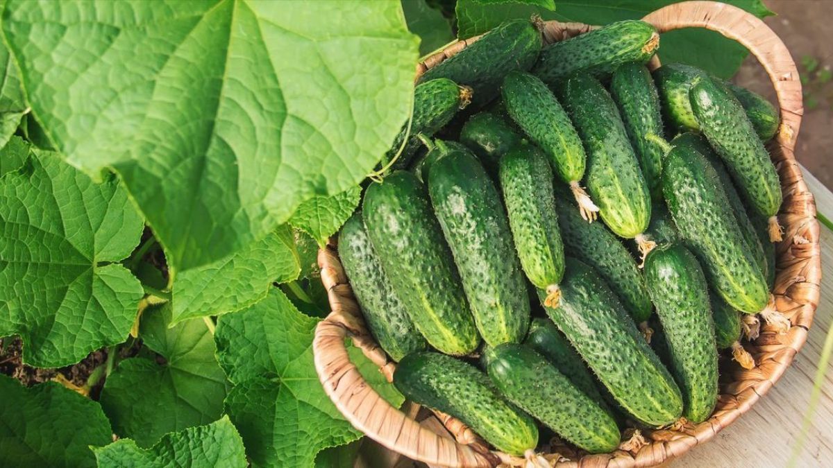 Чим підживити огірки в серпні для хорошого урожаю Чим підживити огірки в серпні для хорошого урожаю