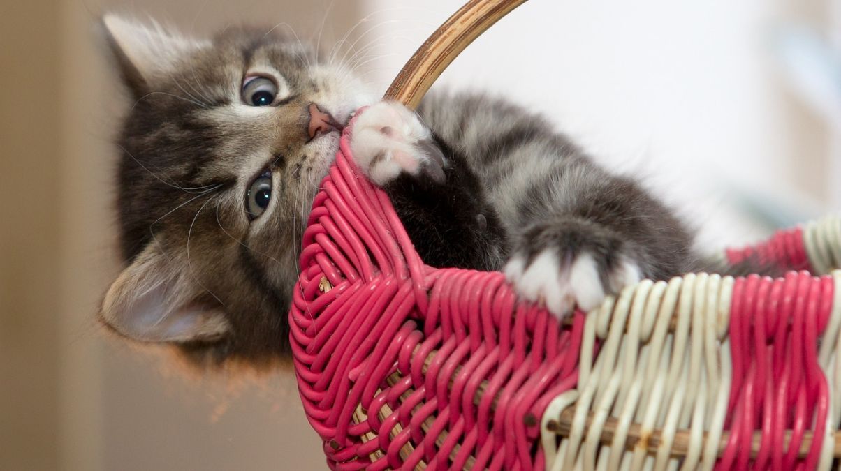 Картинки з Днем кота 2023 – гарні привітання для котолюбів Картинки з Днем кота 2023 – гарні привітання для котолюбів