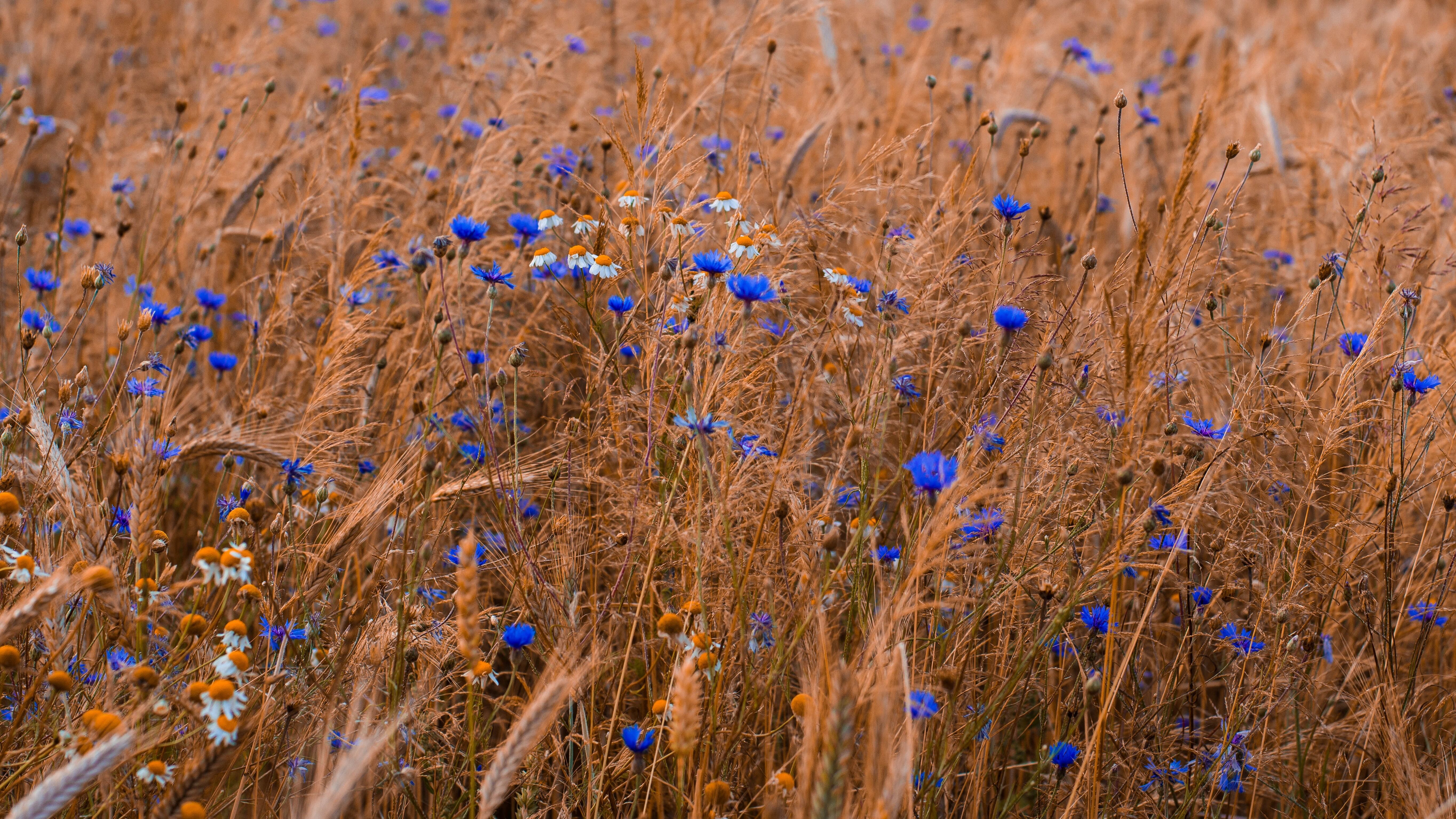 Яке свято 8 серпня Яке свято 8 серпня