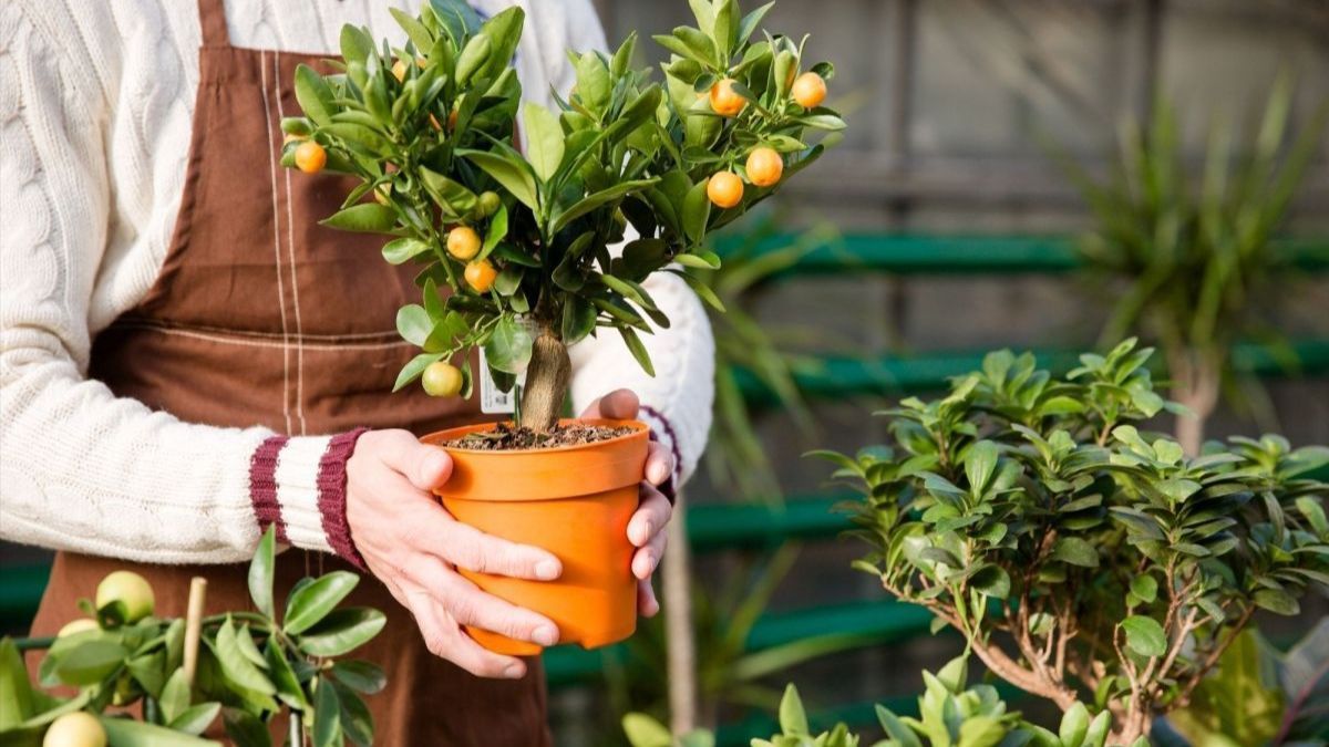 Как выращивать цитрусовые деревья дома