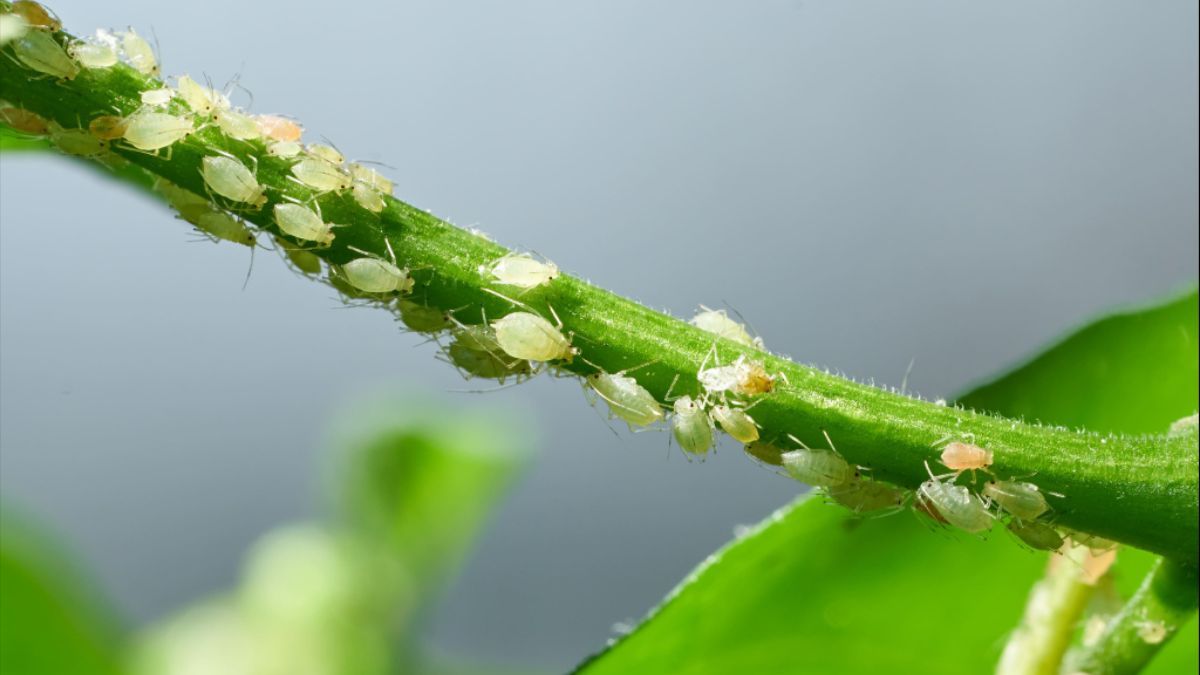 Як боротися з попелицею Як боротися з попелицею
