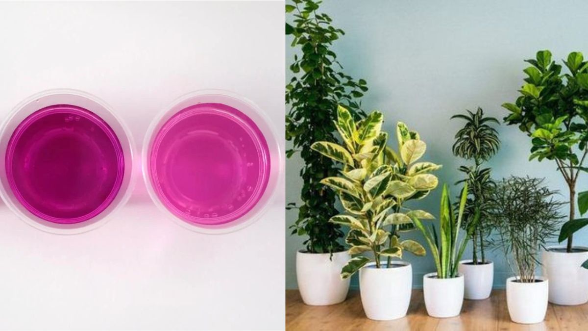 Чи варто поливати квіти марганцівкою Чи варто поливати квіти марганцівкою