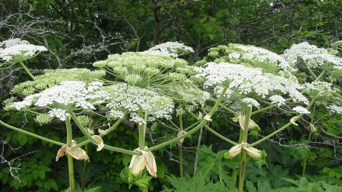 Які польові квіти не можна приносити додому Які польові квіти не можна приносити додому