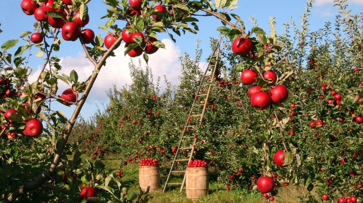Що не можна садити біля яблунь в саду – перелік рослин 