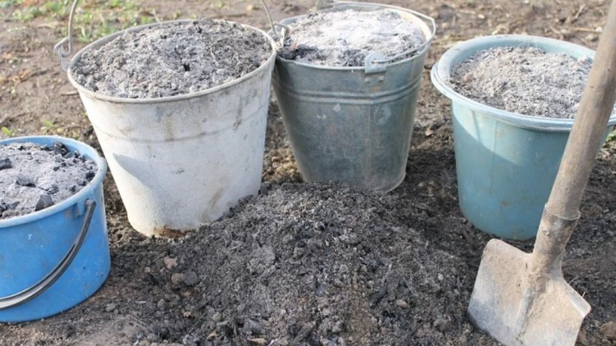 Які рослини не можна підживляти попелом – перелік Які рослини не можна підживляти попелом – перелік