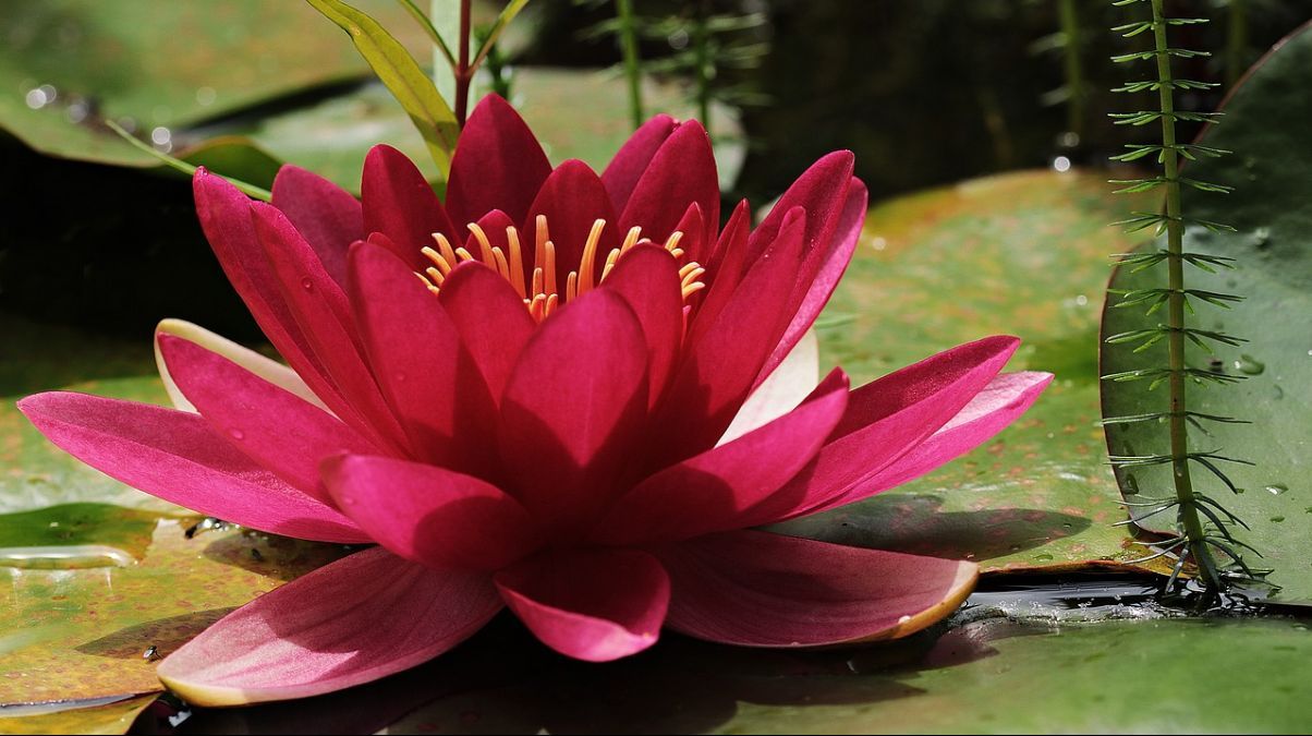 Как правильно называть цветы на украинском – 10 благозвучных названий Как правильно называть цветы на украинском – 10 благозвучных названий