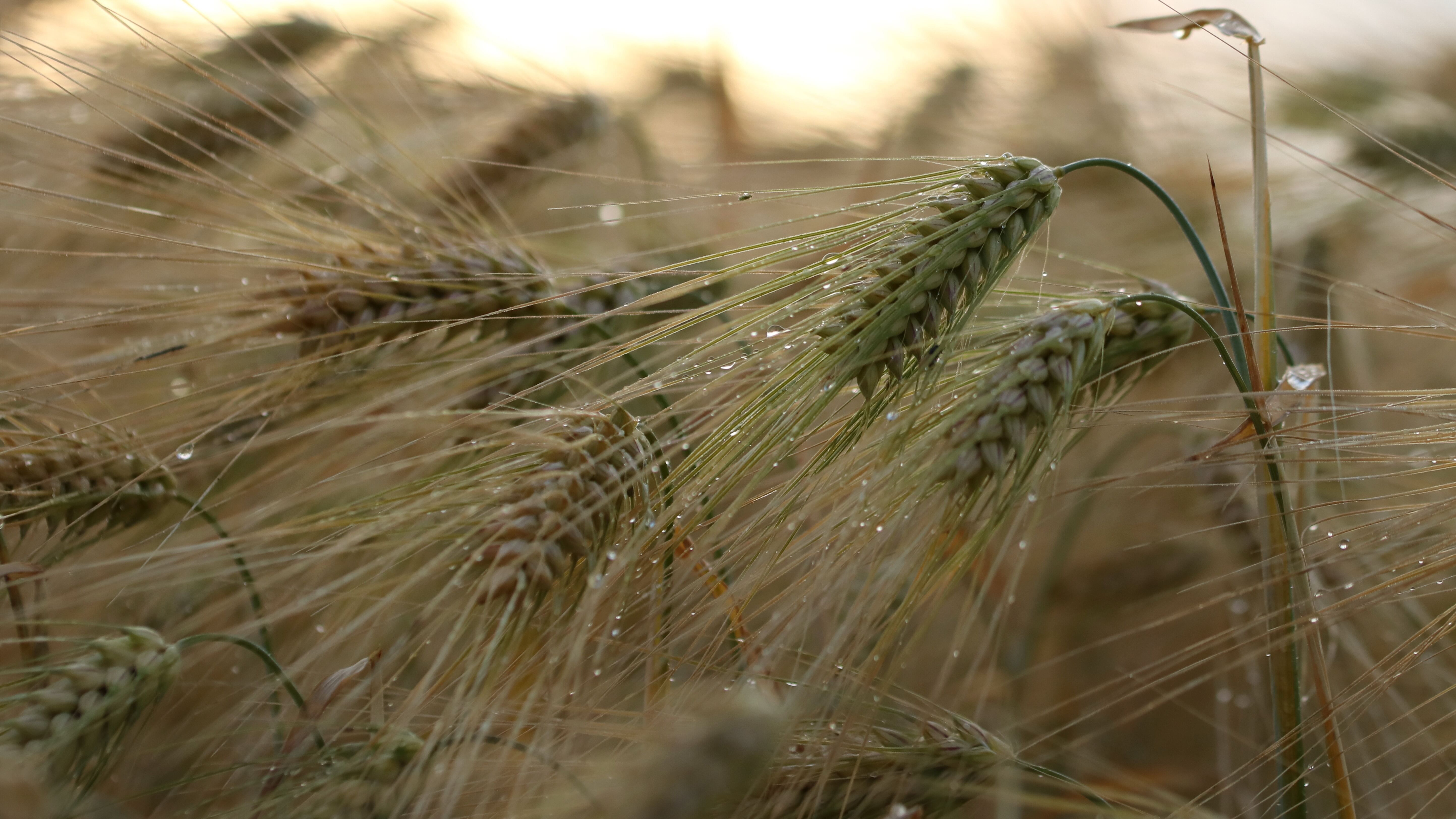 Яке свято 12 серпня Яке свято 12 серпня