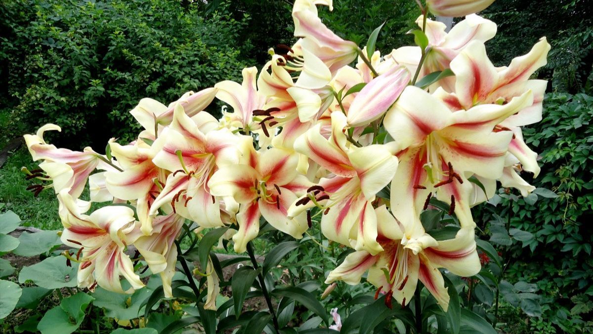 Что нельзя сажать у лилий Что нельзя сажать у лилий