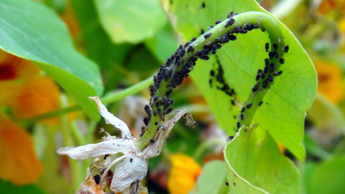 Засоби боротьби з попелицею Засоби боротьби з попелицею