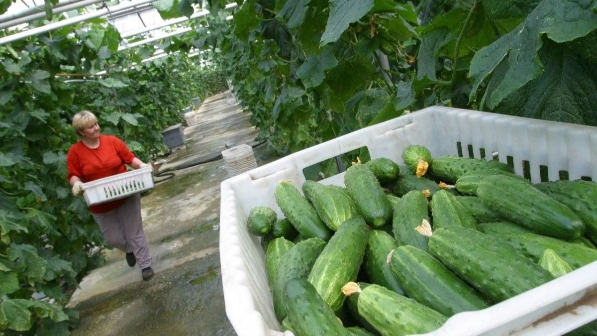 Что делать, чтобы огурцы не были горькими Что делать, чтобы огурцы не были горькими