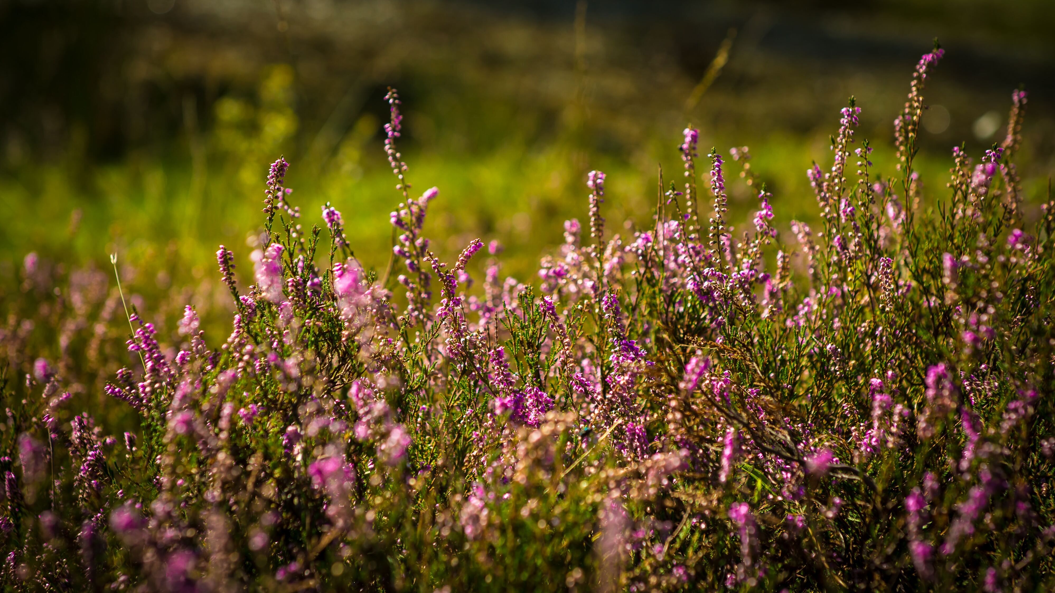 Яке свято 16 серпня Яке свято 16 серпня