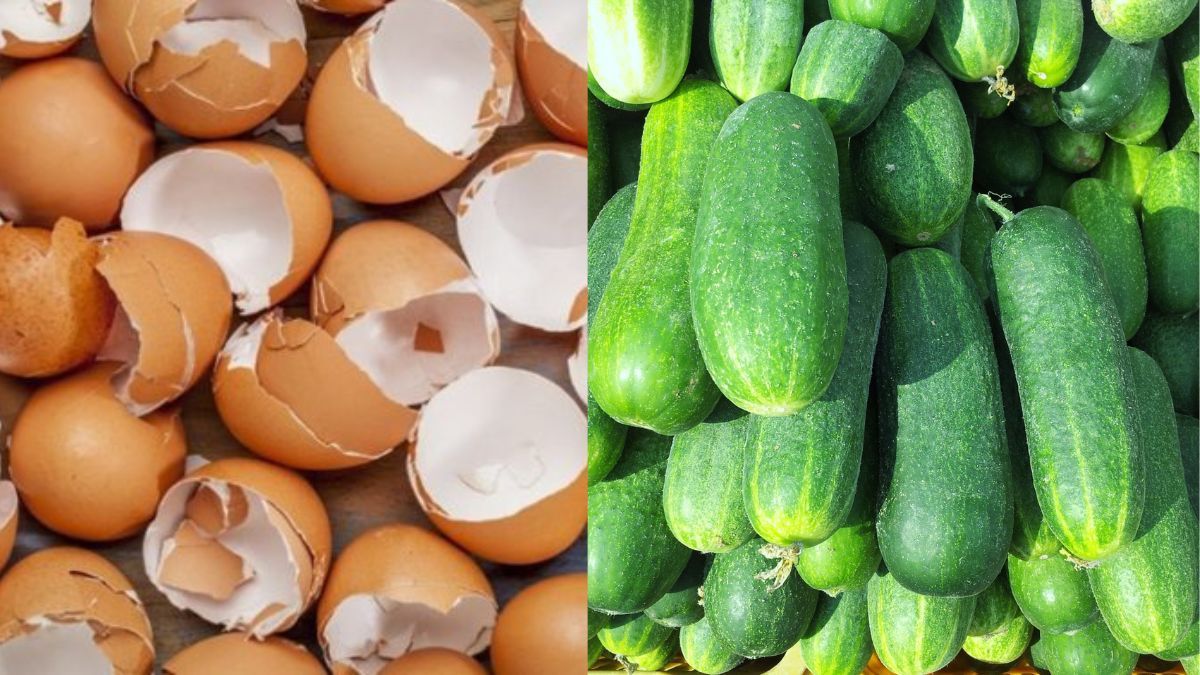 Чим підживити огірки в період плодоношення Чим підживити огірки в період плодоношення