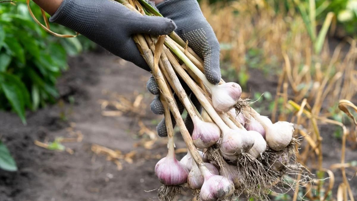 Как определить, когда собирать чеснок Как определить, когда собирать чеснок