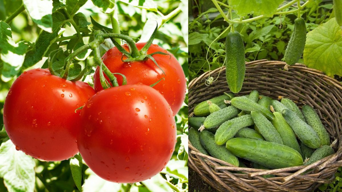Як врятувати помідори та огірки від спеки 