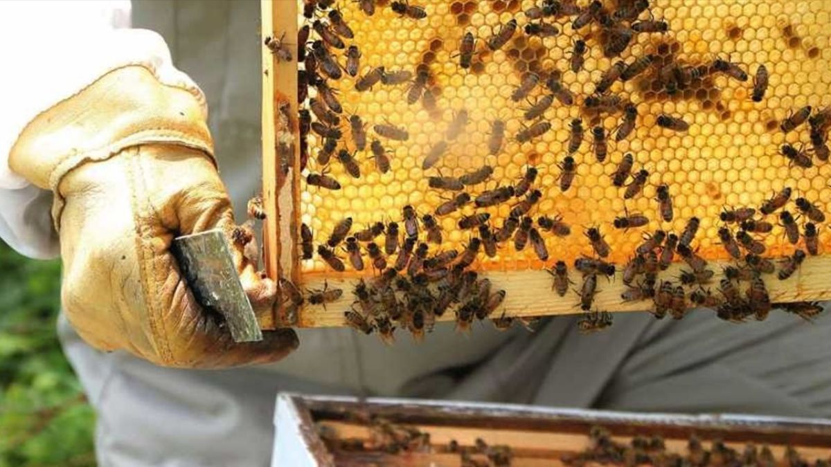День пчеловода 2023