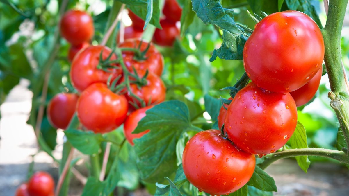 Чем прикормить помидоры для лучшего урожая в августе