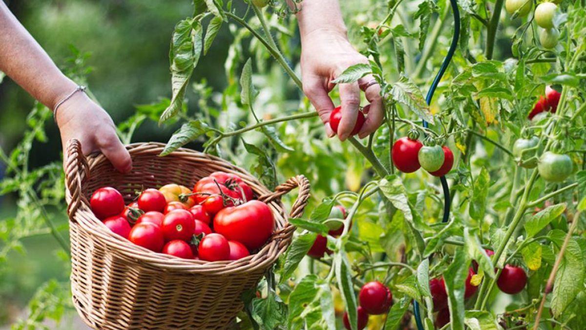 Чим підживити помідори Чим підживити помідори