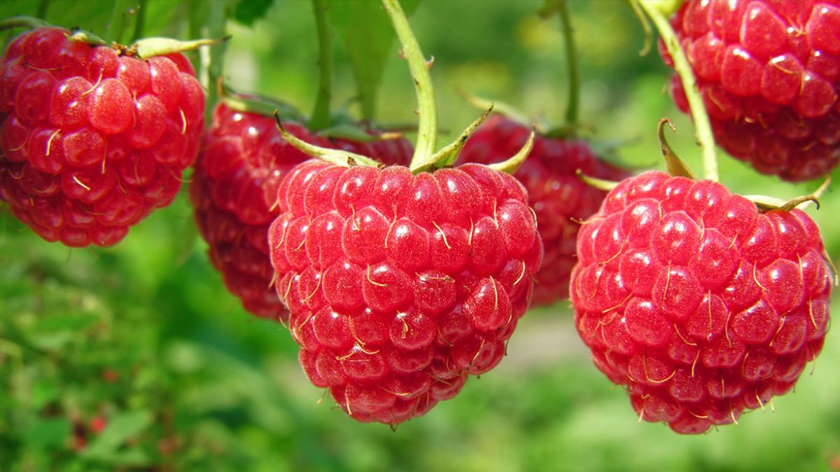 Как поливать малину в августе Как поливать малину в августе