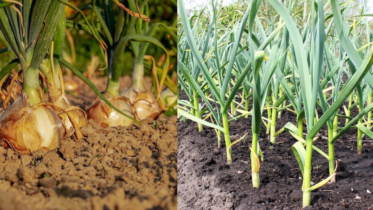 Что посадить после лука и чеснока Что посадить после лука и чеснока